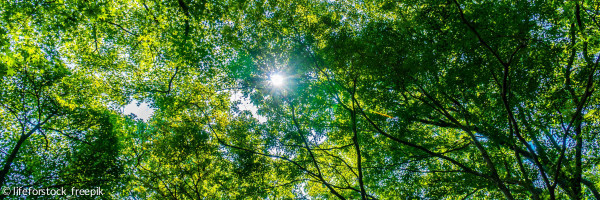 grünes Blätterdach von unten