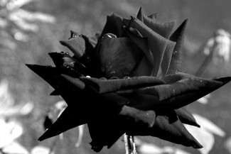 Trauerbegleitung Rose